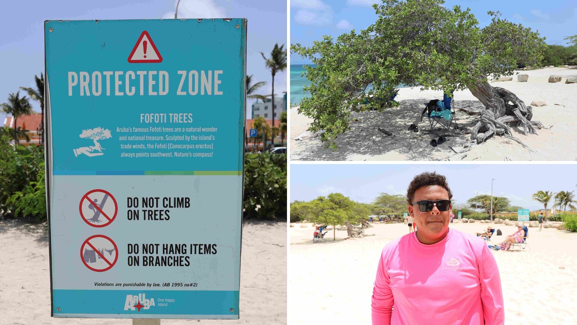 Calls grow to better protect Aruba's iconic Fofoti tree at Eagle Beach