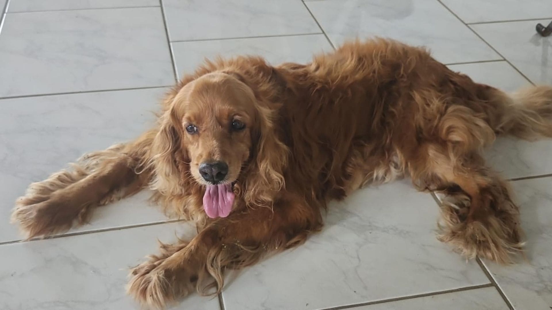 Lost Dog Found at Morgenster 104 — Does Anyone Know the Owner?