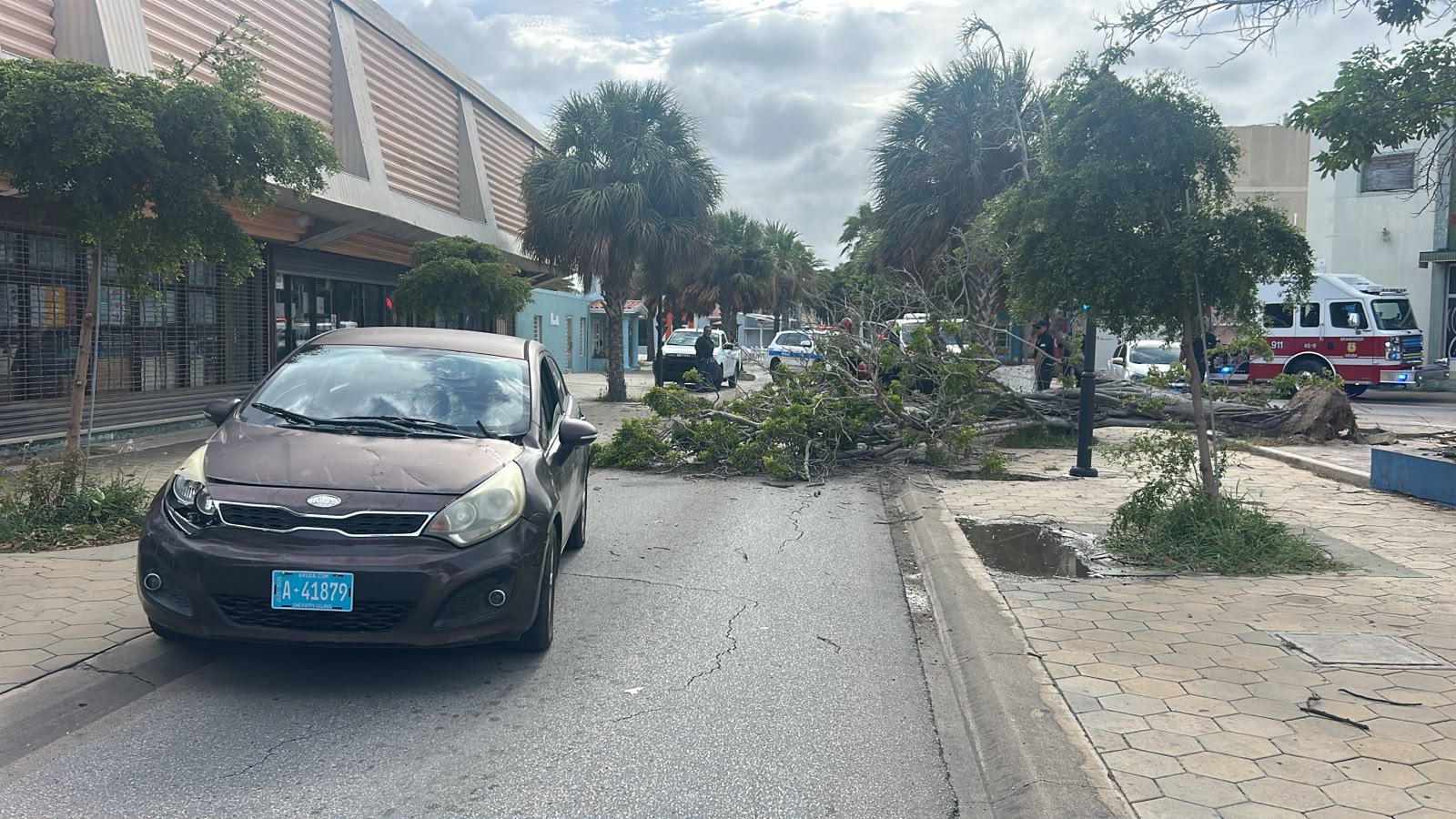 Old Tree Collapses on Aruba's Main Street, Damages Vehicles