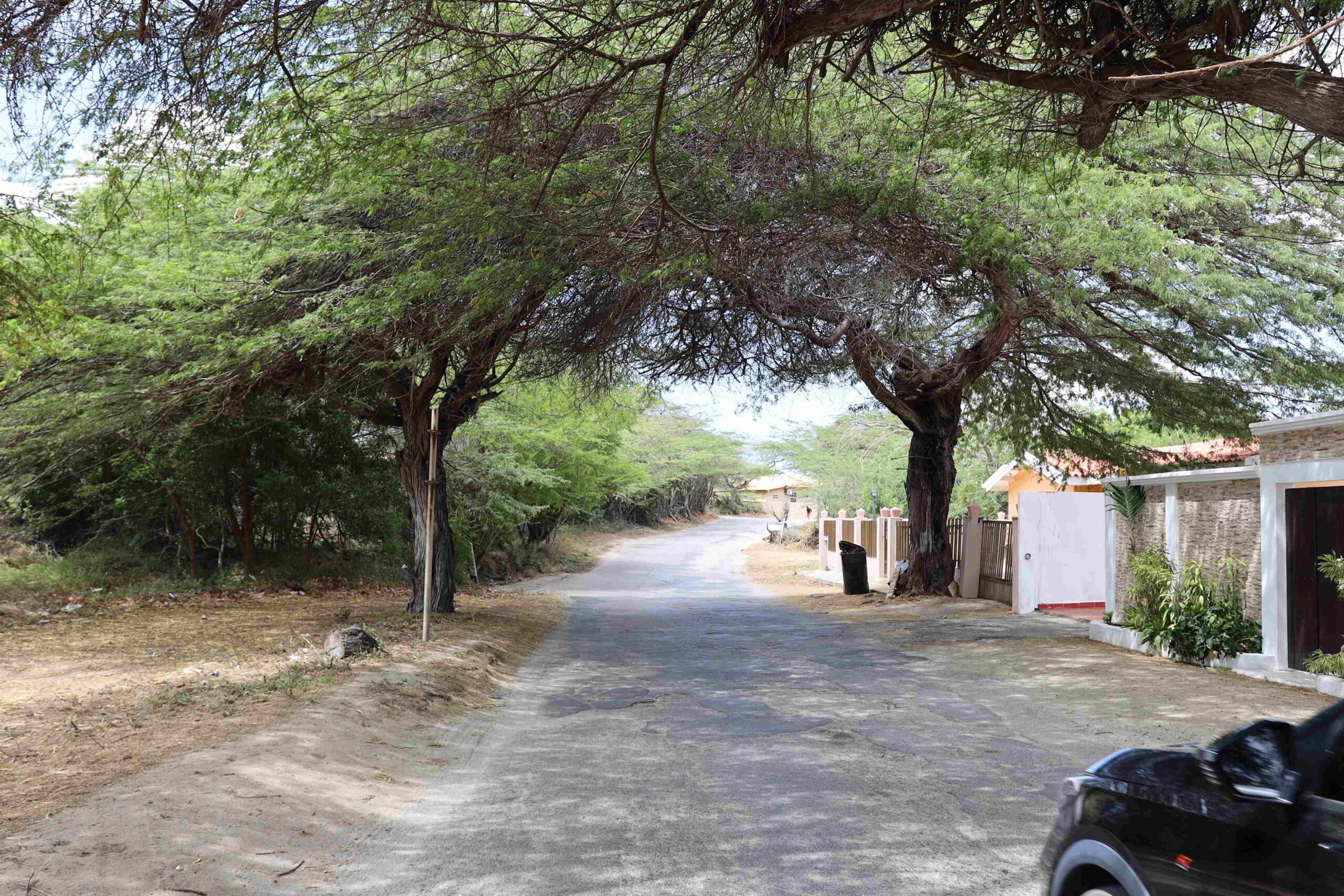Overgrown Tree Creates Traffic Hazard in San Barbola, Aruba