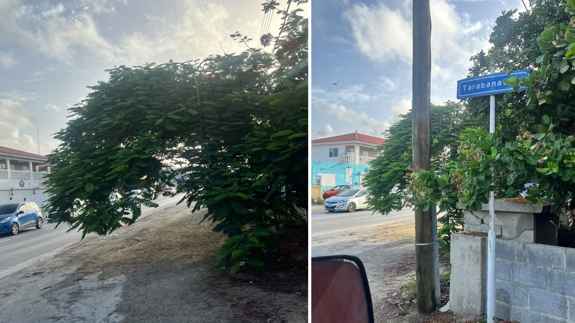 Overgrown Trees Blocking Roads Frustrate Tarabana Drivers