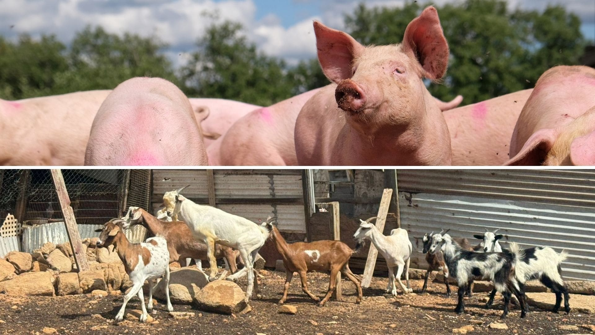 Aruba's Santa Rosa Farm to Import New Livestock for First Time in 14 Years