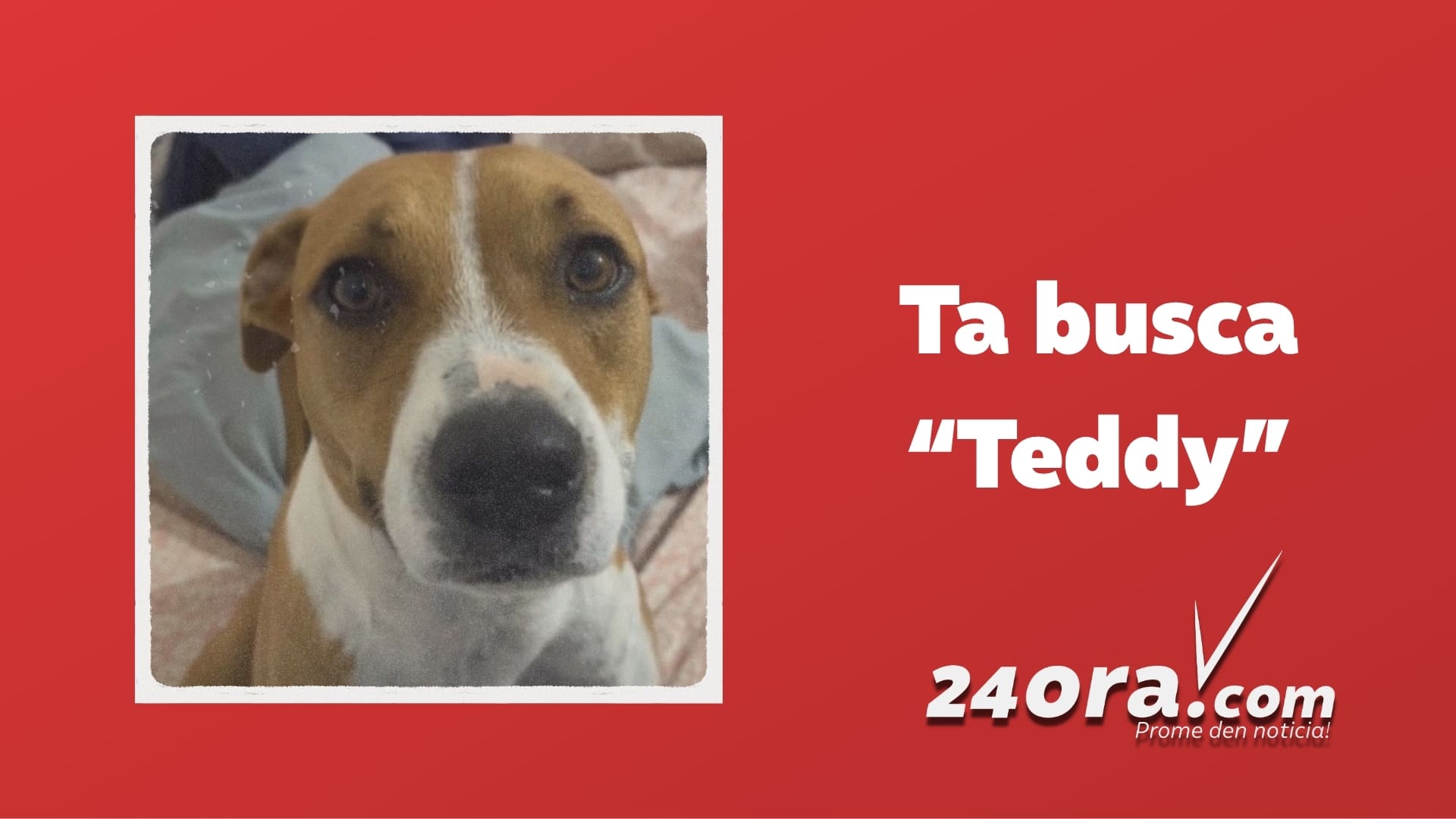 Family Desperately Searching for Lost Dog Teddy in Palm Beach